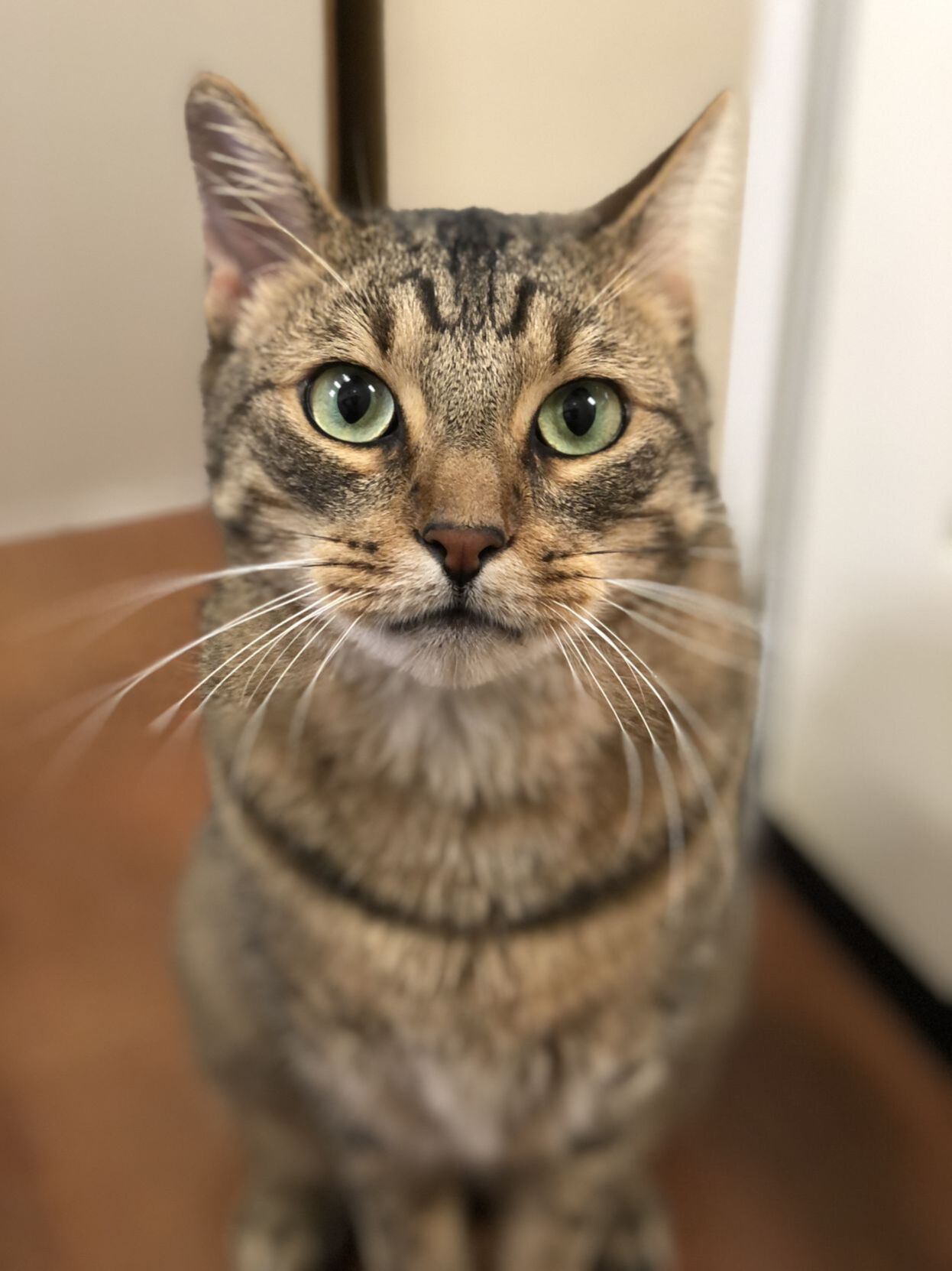 Ryder